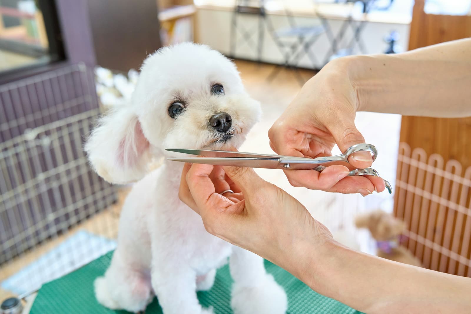 Dog being groomed on a table